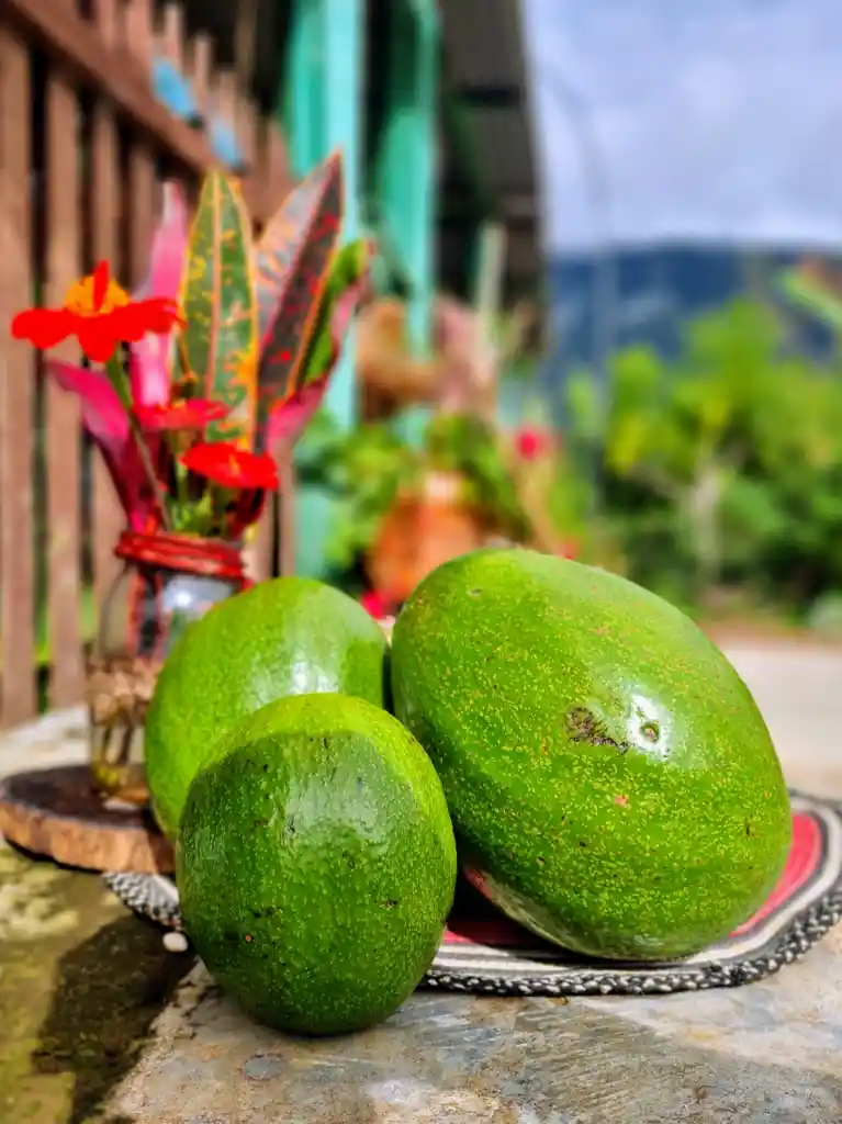 Aguacate