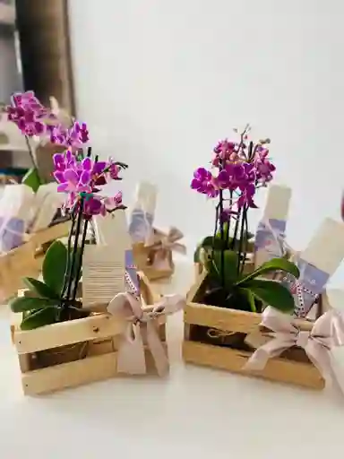 Orquidea Premium Con Kit De Velas
