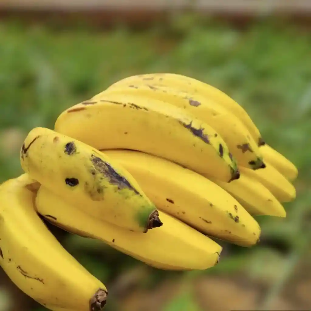 Banano
