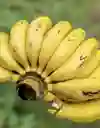 Banano