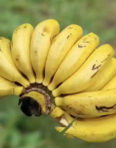 Banano