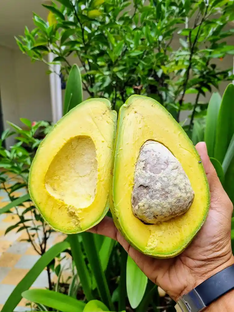 Aguacate Choquette