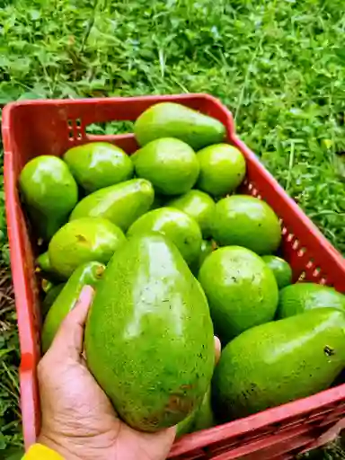 Aguacate Choquette