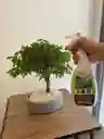 Insecticida Para Plantas