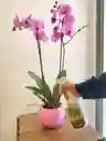 Insecticida Para Plantas