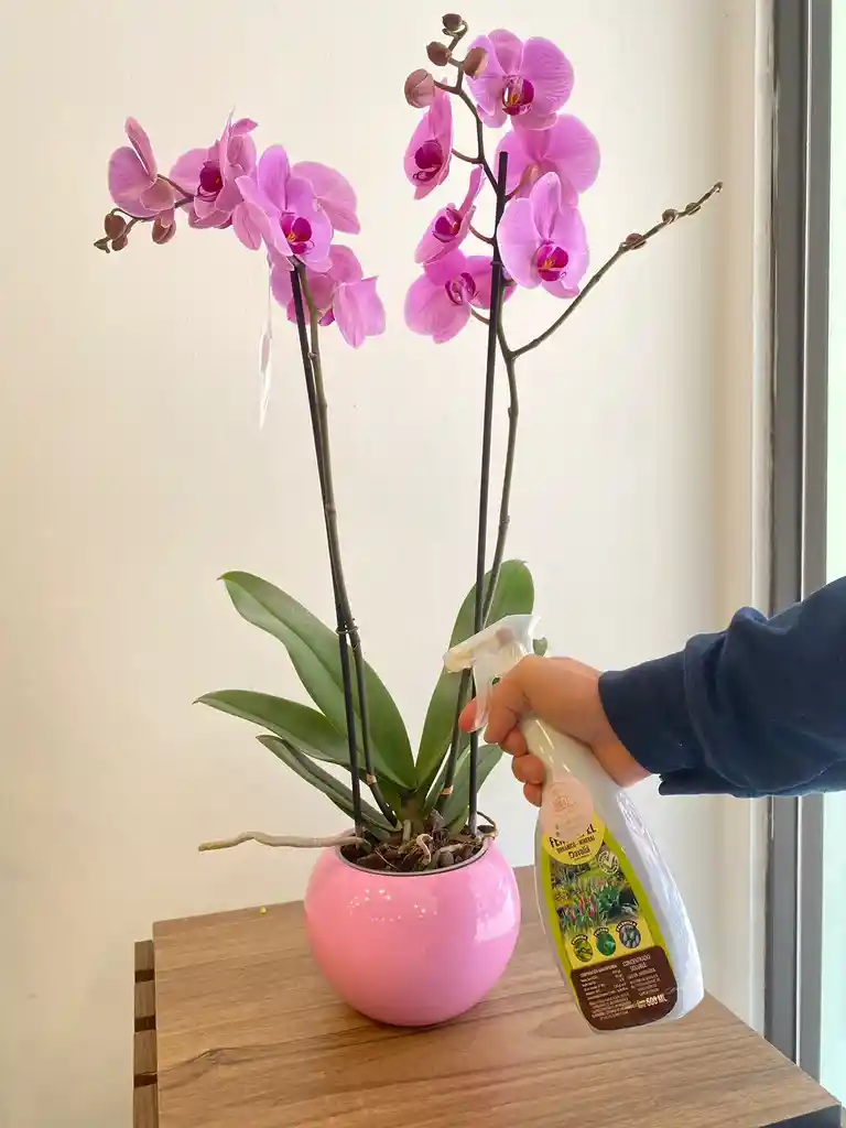 Insecticida Para Plantas