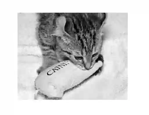 Catnip Para Pescados - Pj03catnip