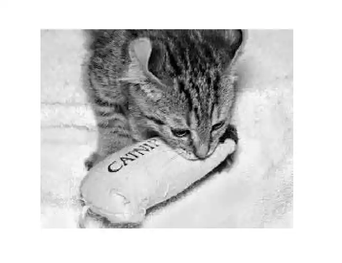 Catnip Para Pescados - Pj03catnip