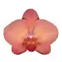 Orquídea Mediana 2 Varas Con Matera