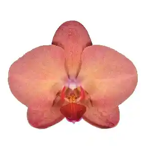 Orquídea Mediana 2 Varas Con Matera