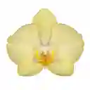 Orquídea Mediana 2 Varas Con Matera