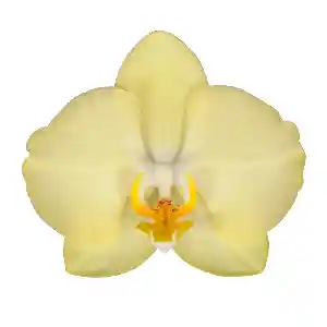Orquídea Mediana 2 Varas Con Matera