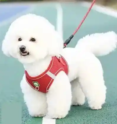 Pechera Con Traílla Reflectiva Mango De Goma Talla Xl Pecho 49-59cm