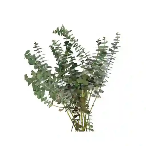 Eucalipto