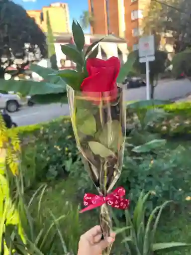 Solitario Rosa