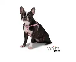 Totto Arnes De Caminata Brunno Disney Minnie Mouse Talla M