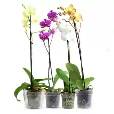 Orquidea Planta Natural