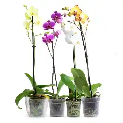 Orquidea Planta Natural