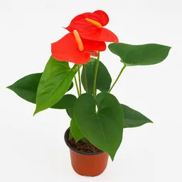Planta De Anturio