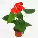 Planta De Anturio
