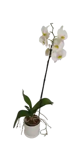 . Orquídea Blanca En Matera