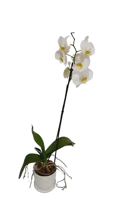 . Orquídea Blanca En Matera