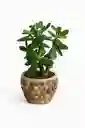 Bonsai Jade