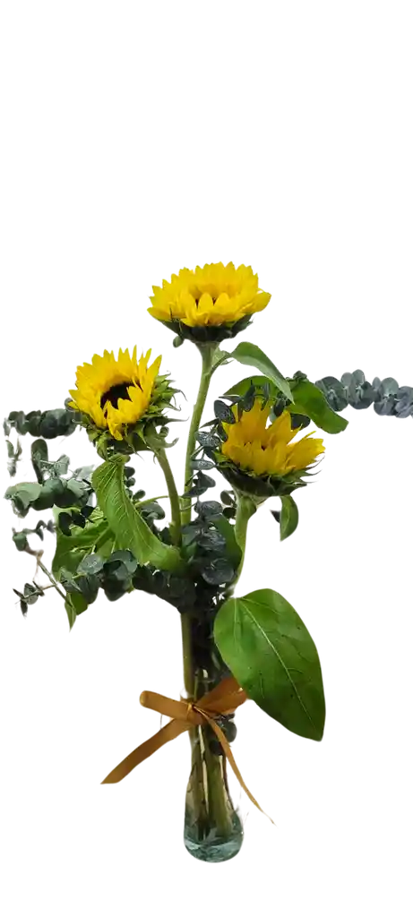 Girasoles En Solitario