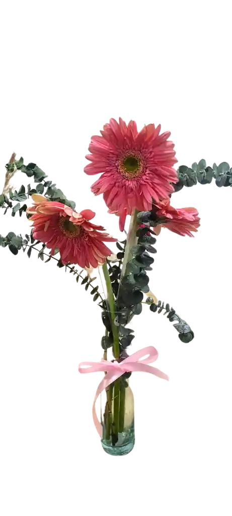 Gerberas Rosadas En Solitario