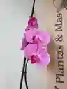 Orquidea Rosada Con Centro Fucsia X1 Tallo