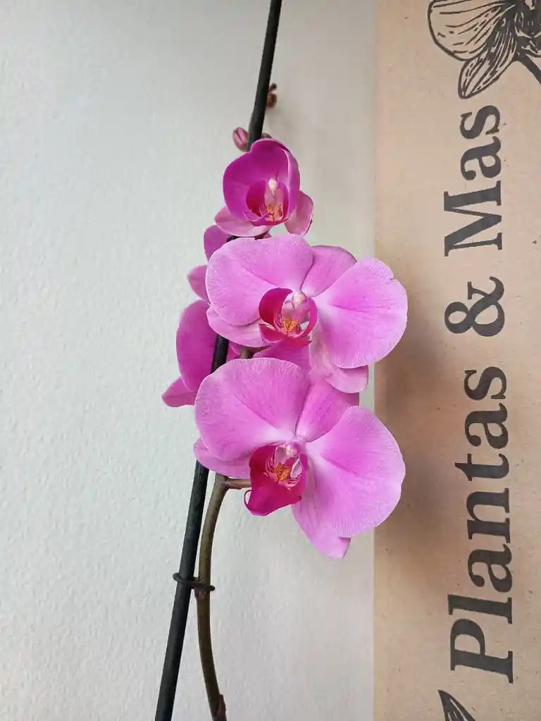Orquidea Rosada Con Centro Fucsia X1 Tallo