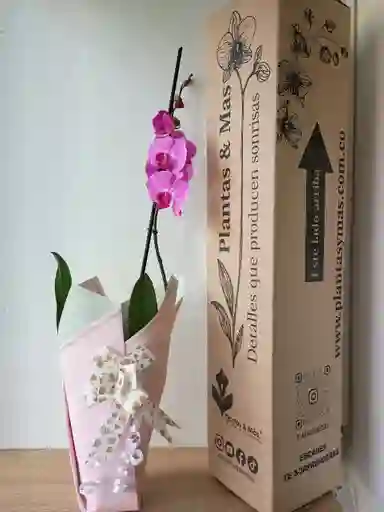 Orquidea Rosada Con Centro Fucsia X1 Tallo