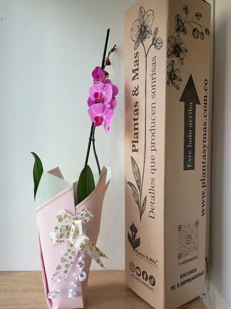 Orquidea Rosada Con Centro Fucsia X1 Tallo