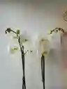 Orquídea Blanca X2 Tallos