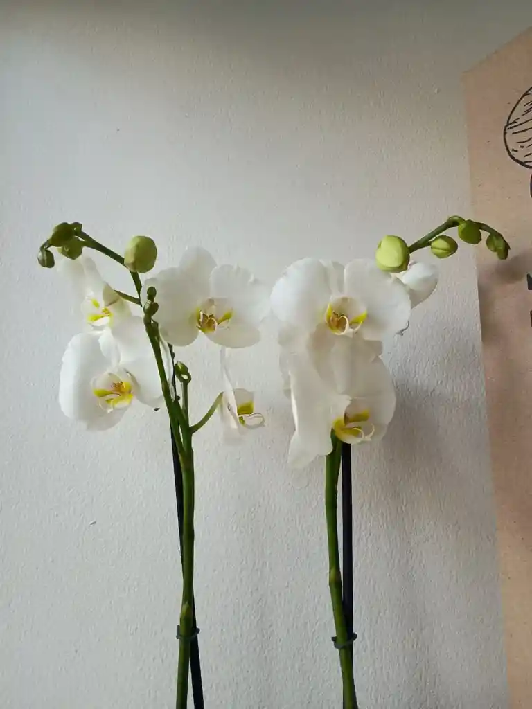 Orquídea Blanca X2 Tallos