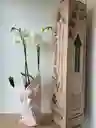 Orquídea Blanca X2 Tallos
