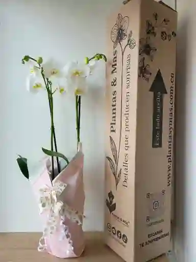 Orquídea Blanca X2 Tallos