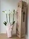Orquidea Blanca X3 Tallos
