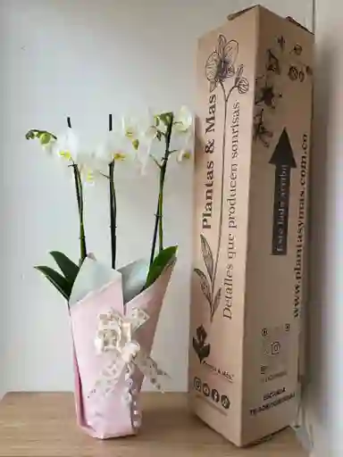 Orquidea Blanca X3 Tallos