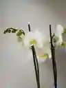 Orquidea Blanca X3 Tallos