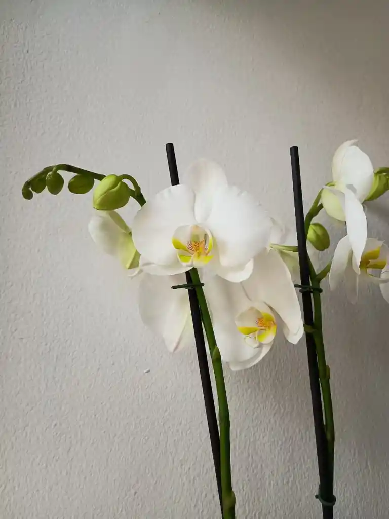 Orquidea Blanca X3 Tallos