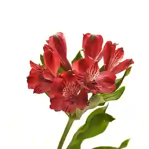 Flores Lady Roses Red