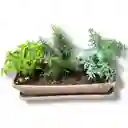 Huerto De Albahaca, Romero Y Ruda