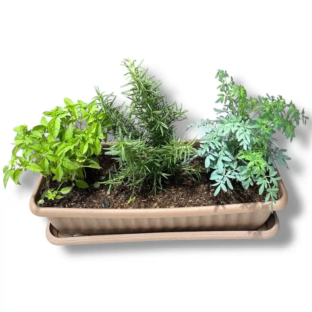 Huerto De Albahaca, Romero Y Ruda