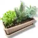Huerto De Albahaca, Romero Y Ruda