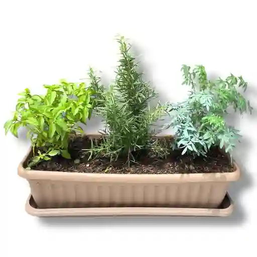 Huerto De Albahaca, Romero Y Ruda