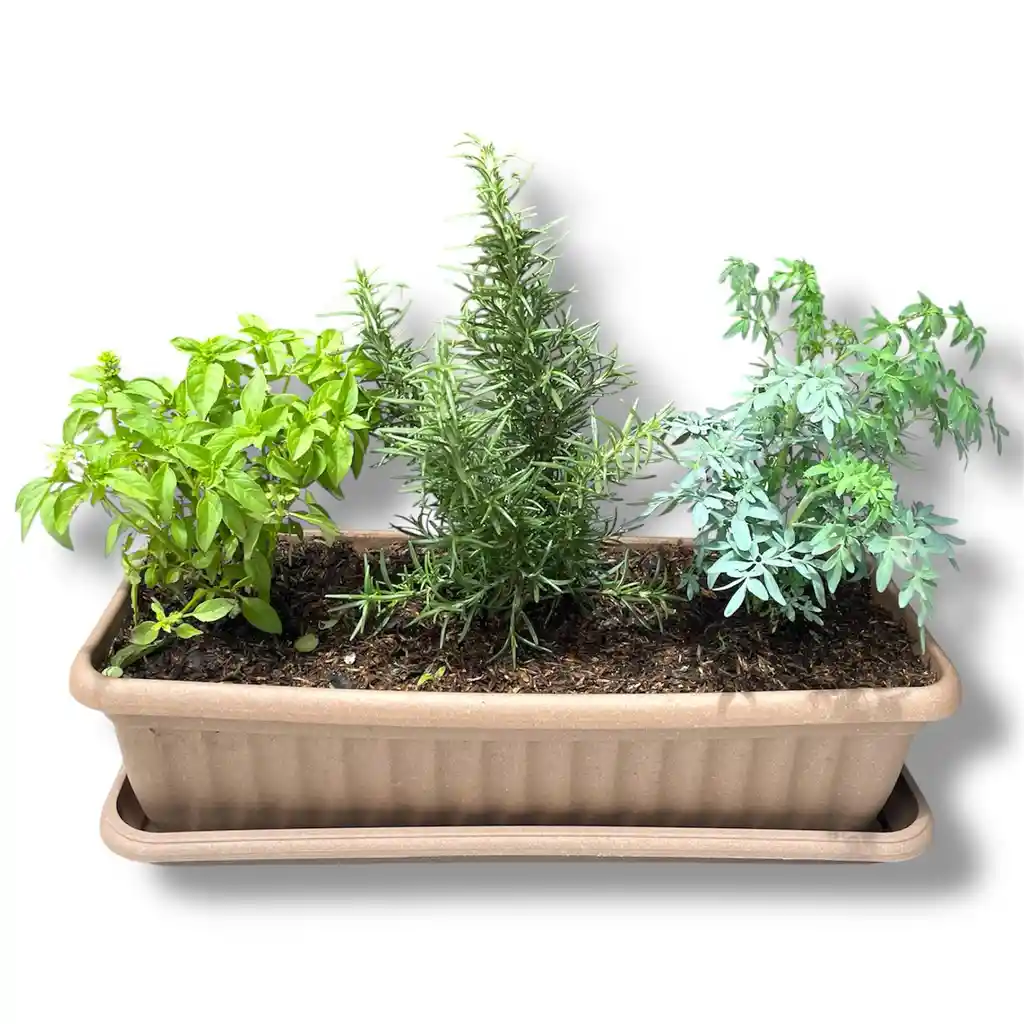 Huerto De Albahaca, Romero Y Ruda
