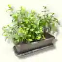 Huerto De Hierbabuenas Y Menta