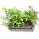 Huerto De Hierbabuenas Y Menta