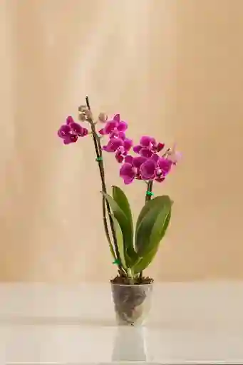 Orquídea Phalaenopsis Mini Morada
